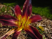 Enlarge photo 106