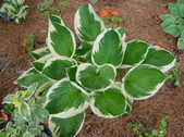 Enlarge photo 46