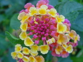 Enlarge photo 32