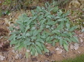 Enlarge photo 42