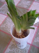 Enlarge photo 28