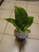 Enlarge photo 4