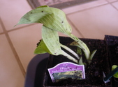 Enlarge photo 26