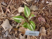 Enlarge photo 129