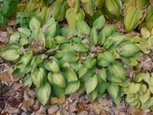 Enlarge photo 121