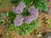 Enlarge photo 54