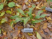 Enlarge photo 117