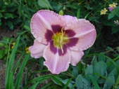 Enlarge photo 48