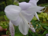 Enlarge photo 51