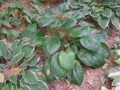 Enlarge photo 98