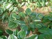 Enlarge photo 46