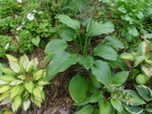 Enlarge photo 62