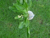 Enlarge photo 8