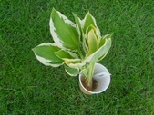 Enlarge photo 13