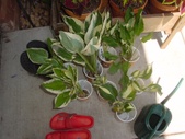 Enlarge photo 16