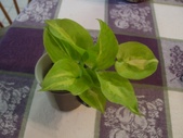 Enlarge photo 3