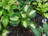 Enlarge photo 21
