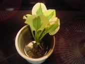 Enlarge photo 3