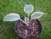 Enlarge photo 7