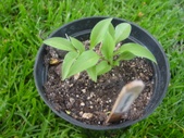 Enlarge photo 11