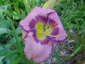 Enlarge photo 36