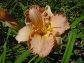 Enlarge photo 32