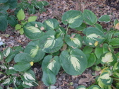 Enlarge photo 2