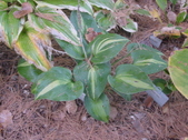 Enlarge photo 15