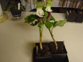 Enlarge photo 3