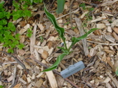 Enlarge photo 33
