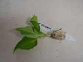 Enlarge photo 33