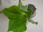Enlarge photo 43
