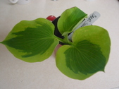 Enlarge photo 47