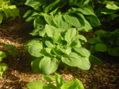 Enlarge photo 27