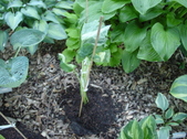 Enlarge photo 7