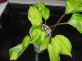 Enlarge photo 43