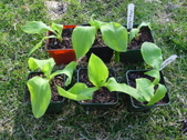 Enlarge photo 14