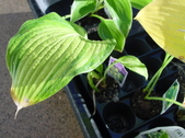 Enlarge photo 4