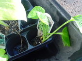 Enlarge photo 5