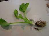 Enlarge photo 8
