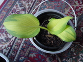 Enlarge photo 2