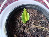 Enlarge photo 3