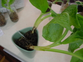 Enlarge photo 23