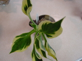 Enlarge photo 26