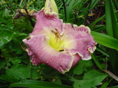Enlarge photo 75