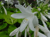Enlarge photo 42