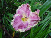 Enlarge photo 43