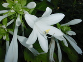 Enlarge photo 29