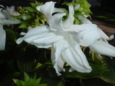 Enlarge photo 72