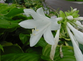 Enlarge photo 41